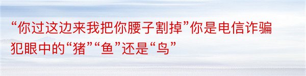 “你过这边来我把你腰子割掉”你是电信诈骗犯眼中的“猪”“鱼”还是“鸟”